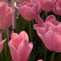 گل وماشین عروس