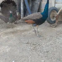 طاووس|حیوانات مزرعه|بناب, |دیوار