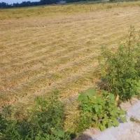 کاه برنج سرچینا