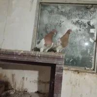 کفتر