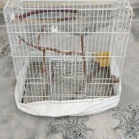 قفس کاسکو فروشی|لوازم جانبی حیوانات|پاکدشت, پاکدشت (مامازند)|دیوار