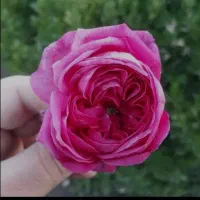 گل رز مخملی هلندی نهال ریشه پر گلدونی