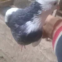 کفتر طوقی|پرنده|قم, انصار‌الحسین|دیوار