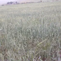 چراگاه(جار)