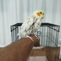 معازه عروس هلندی با کبوتر