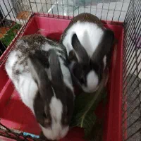 خرگوش نر و ماده|موش و خرگوش|رباط‌کریم, انجم آباد|دیوار