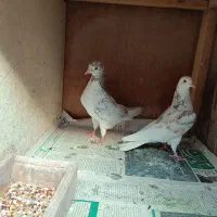 جفت کبوتر|پرنده|کلاچای, |دیوار