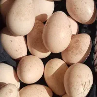 ۲۰عدد تخم مرغ بوقلمون