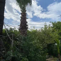 پالم ۵ متری