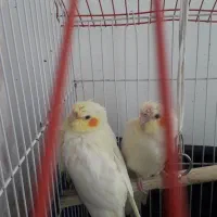 عروس هلندی|پرنده|همدان, |دیوار