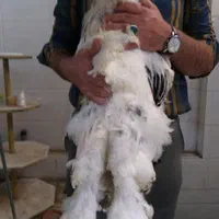 فروش جوجه برهما اصل رومانی