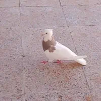 پرنده کبوتر