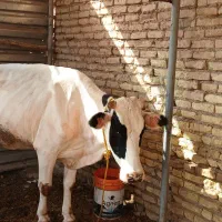دو تا گاو خارجی|حیوانات مزرعه|شوشتر, |دیوار