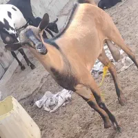 نری اصل صلاله  ذات جمولی وزن بالا