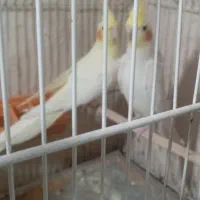 عروس هلندی مفت