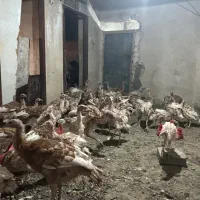 جوجه بوقلمون بوربون|حیوانات مزرعه|بانه, |دیوار