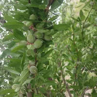 باغ انار ۴ ساله|فروش زمین و ملک کلنگی|فسا, |دیوار