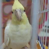 عروس هلندی ماده