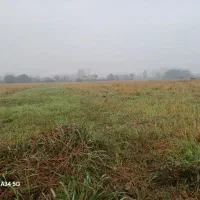 شالی سنتی سندتک برگ|فروش زمین و ملک کلنگی|رشت, استادسرا|دیوار