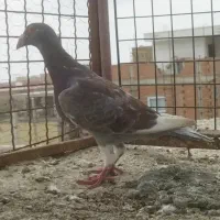 کبوتر رنگی|پرنده|گنبد کاووس, |دیوار