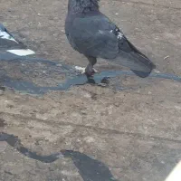 چند تا حیون بیجا و گرفتنی