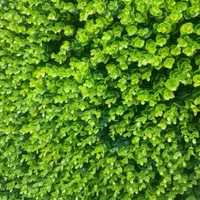 کفپوش تی وی وال گرین وال چمن مصنوعی|مصالح و تجهیزات ساختمان|فردیس, |دیوار