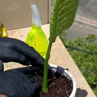 خاک مخصوص گلهای آپارتمانی و زینتی ،ویژه هر گیاه|گل و گیاه طبیعی|جوین, |دیوار