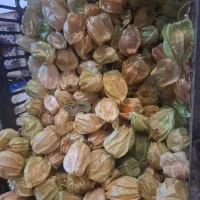 فیسالیس عمده