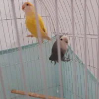 جفت طوطی برزیلی  بدون قفس معاوصه هم دارم|پرنده|اردبیل, |دیوار