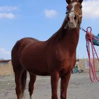 مادیان  دره شور  سواری دار