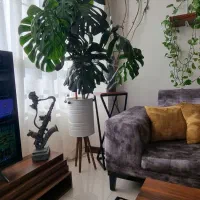 تعدادی گل آپارتمانی با گلدان و پایه