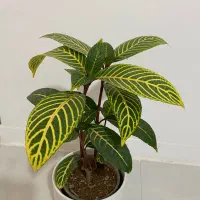 گل سانچزیا بسیار زیبا و خاص