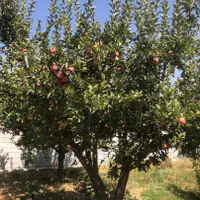 باغ در منطقه زیبای سربست، احمد آباد|فروش خانه و ویلا|شیراز, ملاصدرا|دیوار