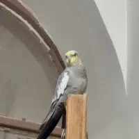 عروس هلندی گم شده