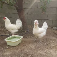 مرغ و خروس سفید چهل تاج ریش اصیل