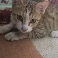 گربه اروم و بی ازار