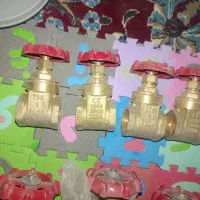 تعدادی شیربرنجی نو
