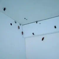 سمپاشی تخصصی منزل سم پاشی تضمینی سوسک مورچه کنه