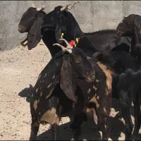 ۱۰راس بز پاکستانی ابستن سنگین(بره میش‌گ‌سفند)|حیوانات مزرعه|قم, آرامستان بهشت معصومه|دیوار