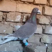 کفتر|حیوانات|تربت جام, میان جام|دیوار