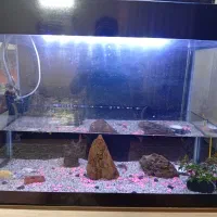 آکواریوم|ماهی|مشهد, شهرک مهرگان|دیوار
