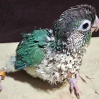 گرینچیک گرین چیک|پرنده|تهران, زهتابی|دیوار