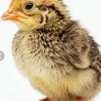 جوجه بلدرچین سه روزه