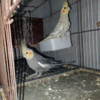 یک جفت عروس هلندی برای فروش