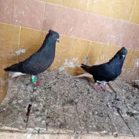 جفت دمسفید|پرنده|اهواز, شهرک پیام|دیوار
