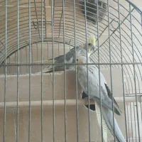 عروس هلندی مولد و غیر مولد