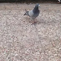 کبوتر پلاکی|پرنده|بندر گناوه, |دیوار