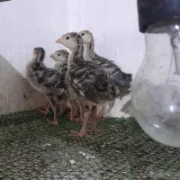 جوجه بوقلمون برنز