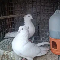 سفید چشم زرد