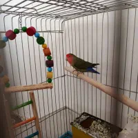 طوطی برزیلی با قفس